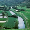 Hanalei Taro Fields