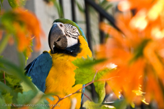 The Bird