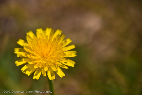 Photo of the Day - July 17, 2009 dandelion
