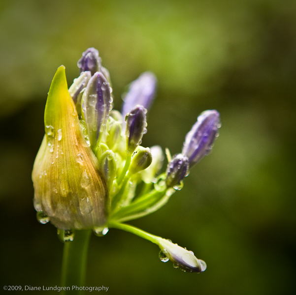 Photo of the Day - June 1, 2009 welcoming the rain