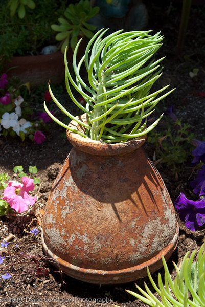 Photo of the Day - June 13, 2009 shape, shadow, and succulent