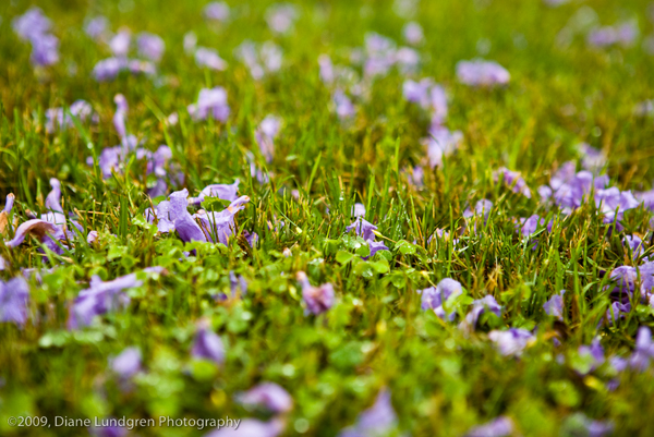 Photo of the Day - June 17, 2009 raining purple