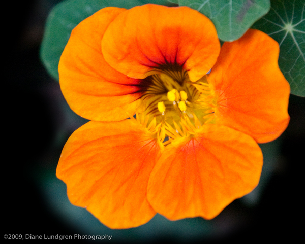 Photo of the Day - June 21, 2009 orange poppy
