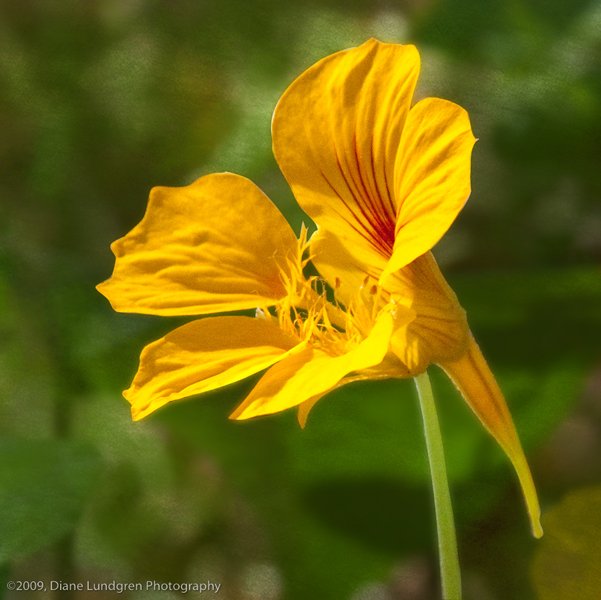 Photo of the Day - June 23, 2009 yellow poppy