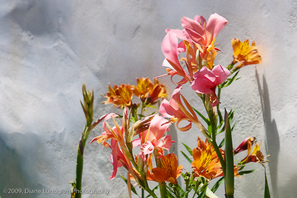 Photo of the Day - June 25, 2009 day lilies