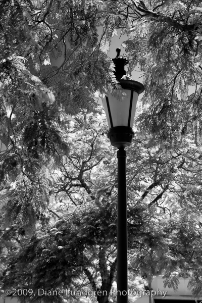 Photo of the Day - July 1, 2009, #5 lighting the way