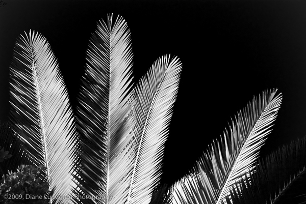 Photo of the Day - July 2, 2009, #1 stately palms