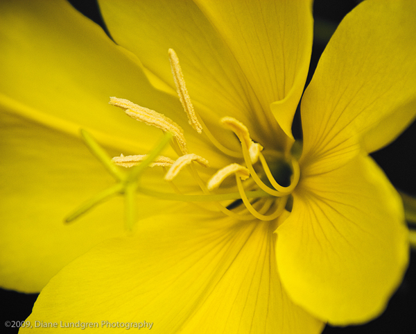 Photo of the Day - July 3, 2009 pretty yellow flower