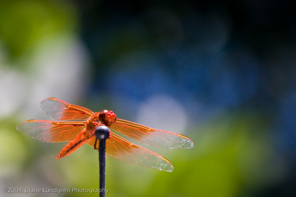 Photo of the Day - July 5, 2009, #1 dragonfly don't fly away