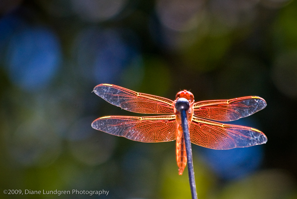 Photo of the Day - July 5, 2009, #2 dragonfly too, I'm watching you