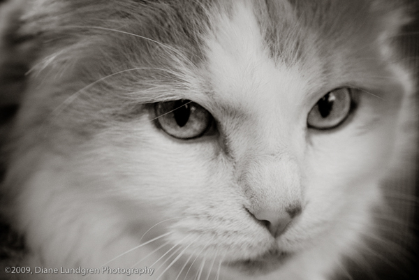 Photo of the Day - July 7, 2009 Winnie cat
