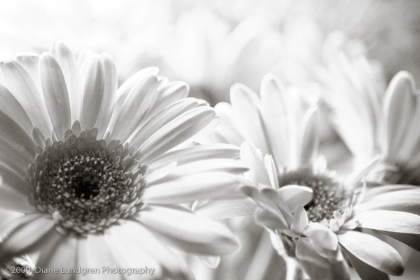Photo of the Day - July 8, 2009 gerber daisies of the pink variety
