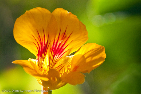 Photo of the Day - July 10, 2009 for my dear mother - may this bring you a bit of sunshine