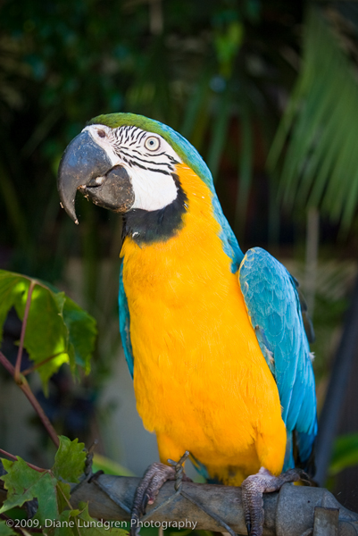 Photo of the Day - July 11, 2009 portrait of 'the bird'
