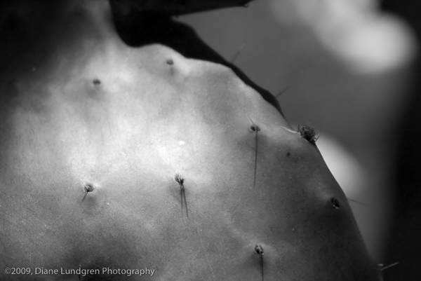 Photo of the Day - July 12, 2009 intrigue