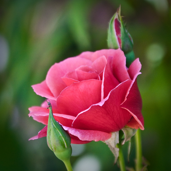 Photo of the Day - July 13, 2009 roses are red
