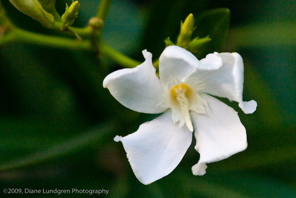 Photo of the Day - July 15, 2009 white oleander