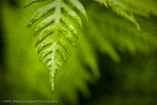 Photo of the Day - July 20, 2009 fern