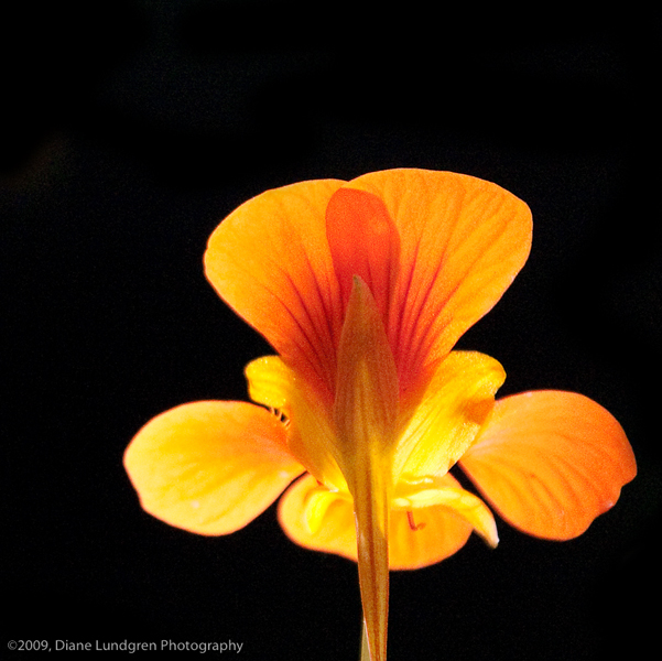 Photo of the Day - July 21, 2009 backlit