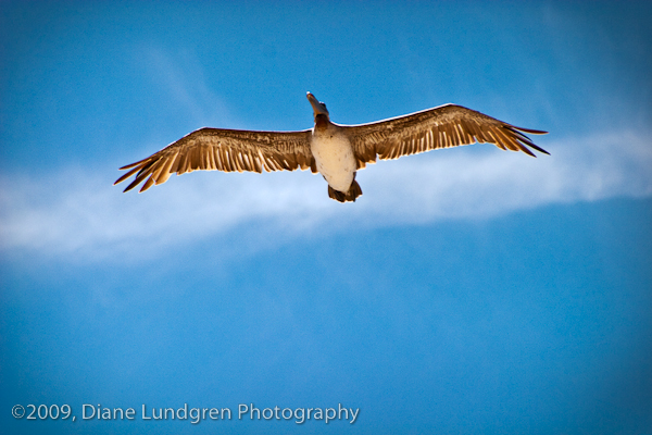 Photo of the Day - July 26, 2009, #2 pelican overhead