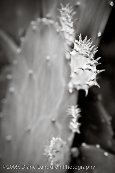 Photo of the Daay -July 27, 2009, #1 prickly pear cactus