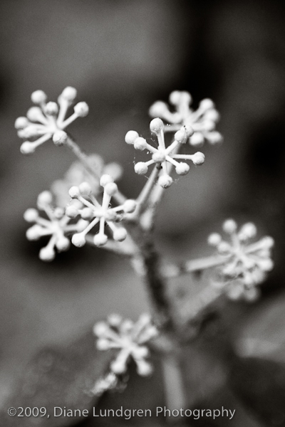 Photo of the Day -July 27, 2009, #3 Don't have a clue wht this is - I just liked the star shaped pattern of the bloom