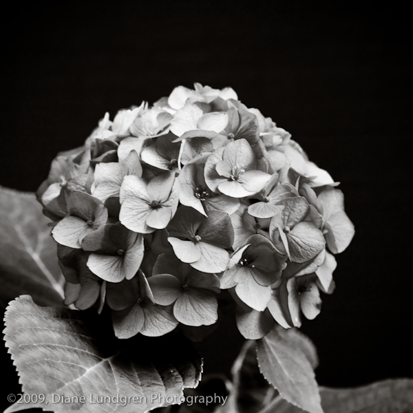 Photo of the Day -July 27, 2009, #4 pink hydrangea flower