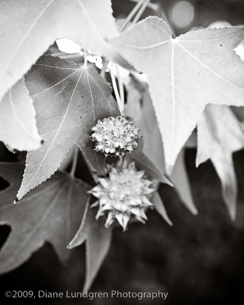 Photo of the Day -July 27, 2009, #5 sugar gum maple?