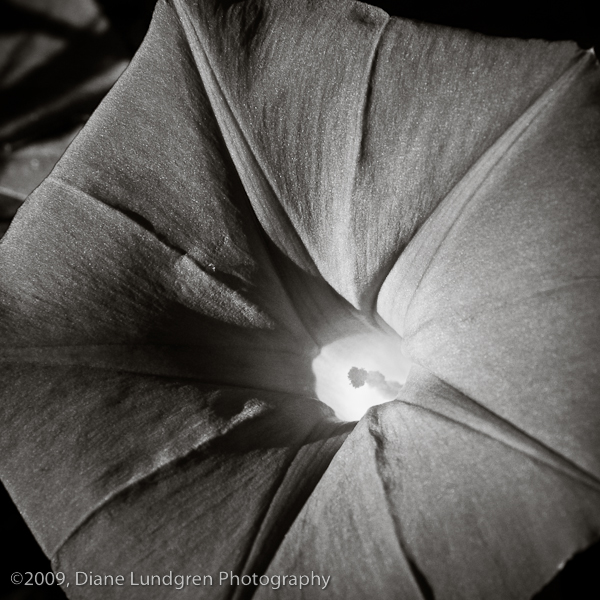 Photo of the Day -July 27, 2009, #6 morning glory flower