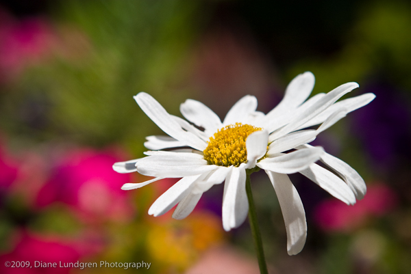 Photo of the Day - July 29, 2009 a lone daisy in a sea of color