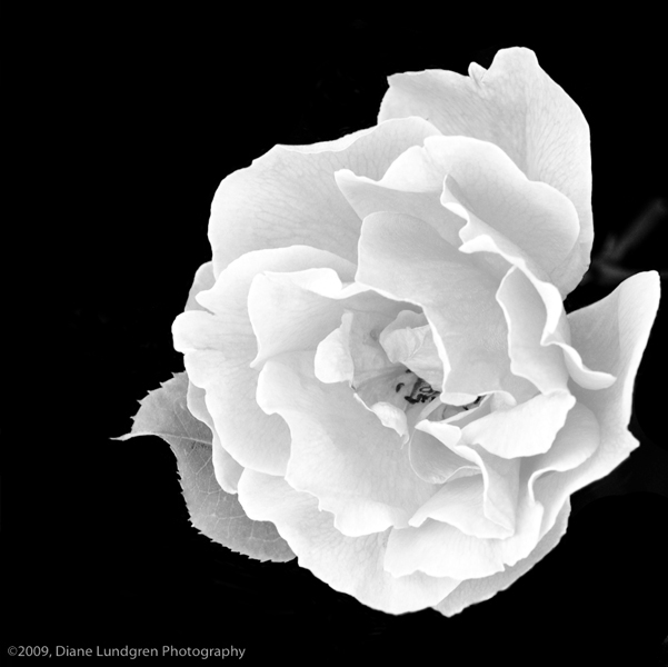 Photo of the Day - July 29, 2009 a beautiful rose for my beautiful mother