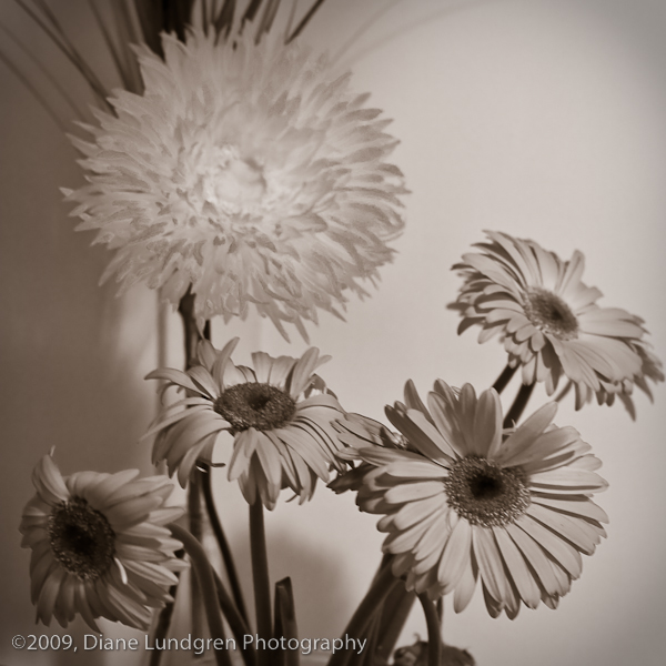 flowers on the kitchen table