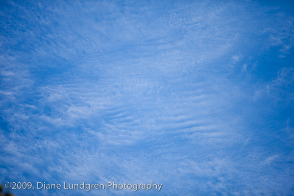 dlp_dailyphoto_080309l 3:00 pm