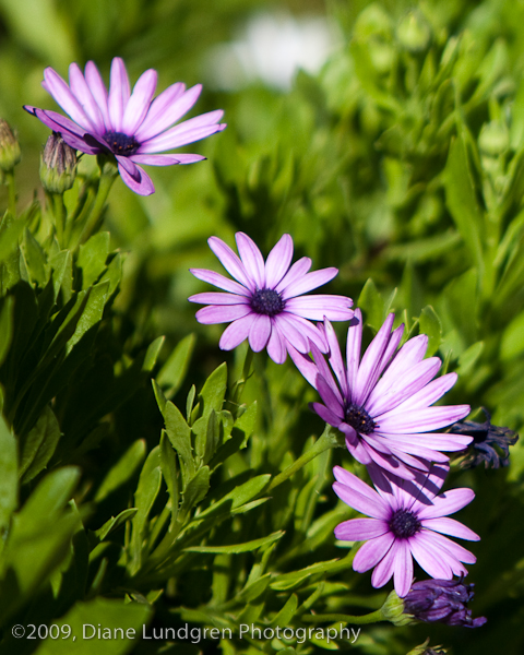 pretty in purple