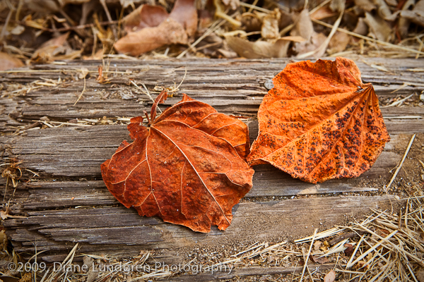 two rusted leaves on an old railroad tie