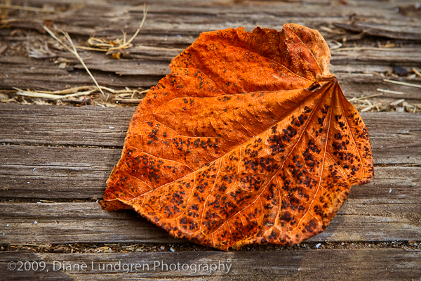 just one leaf by itself