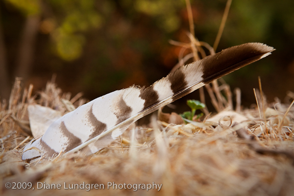Photo of the Day - August 10, 2009, #4 a feather that caught my attention