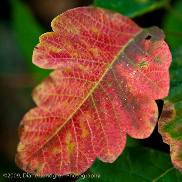 a dying leaf