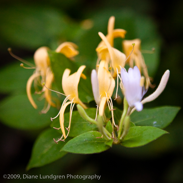 Photo of the Day - August 13, 2009 honeysuckle