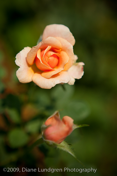 and this too is a rose: of the peach, salmon or orange variety . . .