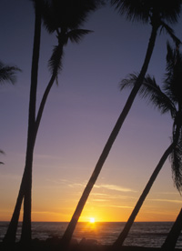 Image of Palms aat Sunset at Salt Pond