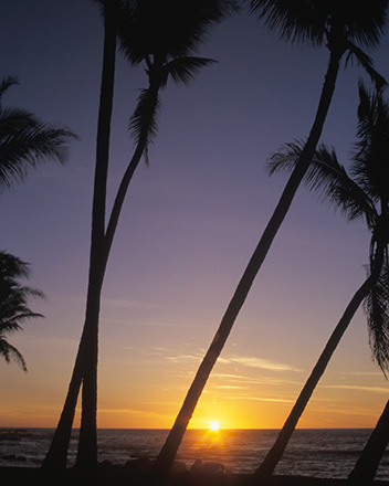 Image of Palm Trees at Sunset at Salt Pond