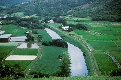 Image of Hanalei Valley Taro Fields