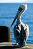 Thumbnail of Pelican